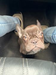 Lost Female Dog last seen Trousdale, Charlotte, NC 28212