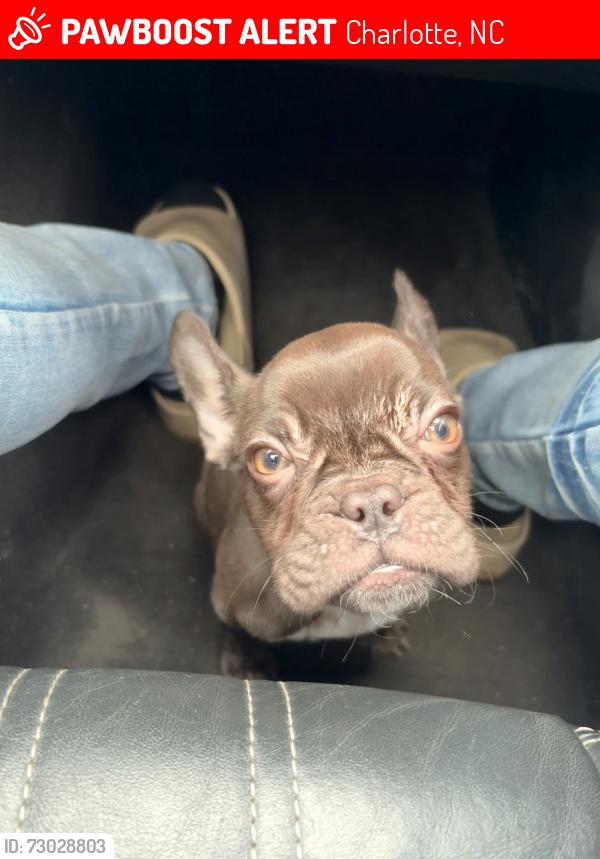 Lost Female Dog last seen Trousdale, Charlotte, NC 28212