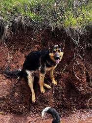 Lost Female Dog last seen Red gate on driveway next to a slight right turn, Hominy, OK 74035