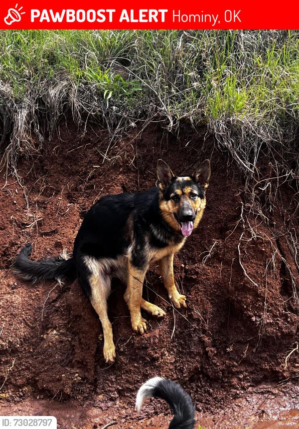 Lost Female Dog last seen Red gate on driveway next to a slight right turn, Hominy, OK 74035