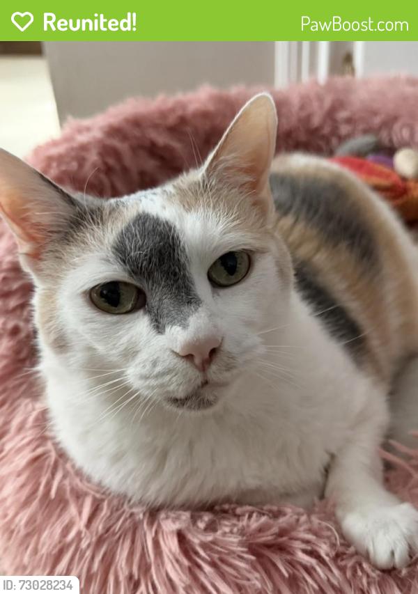Reunited Female Cat last seen Robben lane and Mount Alverno , Cincinnati, OH 45238