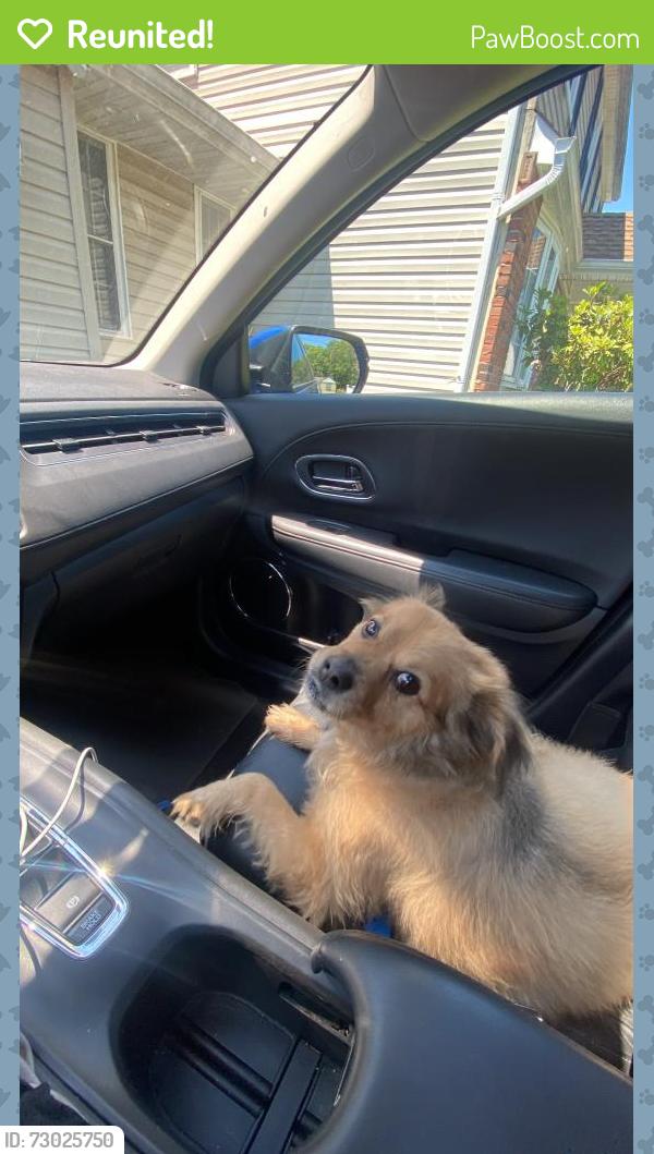 Reunited Male Dog last seen Corner of little east neck road and straight path, West Babylon, NY 11704