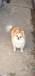 Lost Female Dog last seen Parker and Linder , Chicago, IL 60639