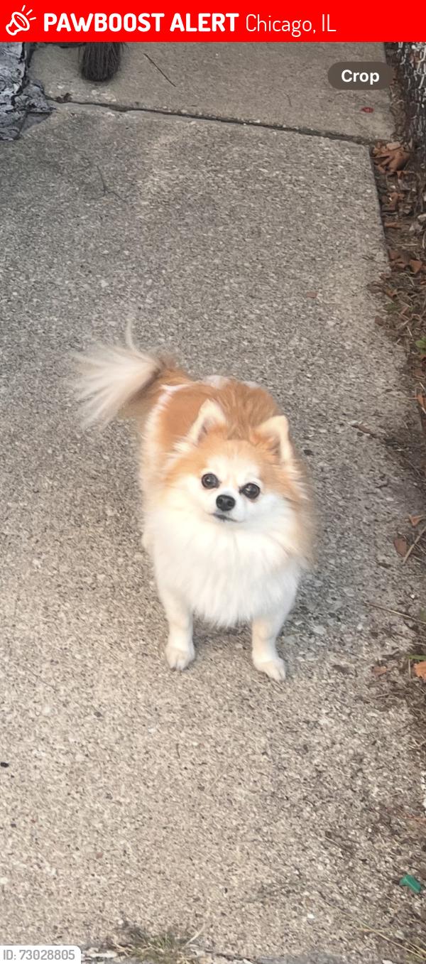Lost Female Dog last seen Parker and Linder , Chicago, IL 60639