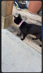 Found/Stray Unknown Cat last seen Price road, Gainesville, GA 30506