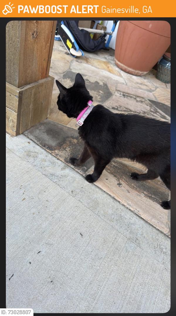 Found/Stray Unknown Cat last seen Price road, Gainesville, GA 30506