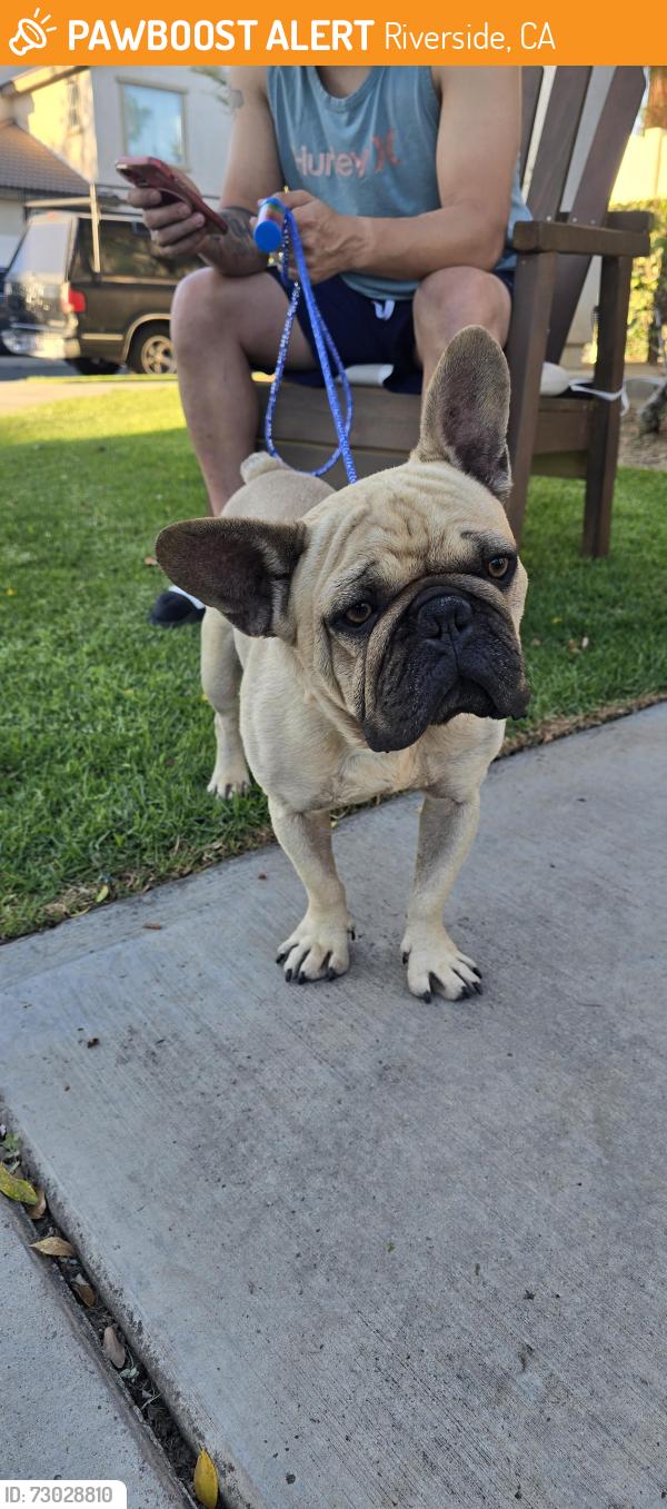 Found/Stray Male Dog last seen Palermo Dr and Mondello ct, Riverside, CA 92507