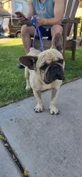 Found/Stray Male Dog last seen Palermo Dr and Mondello ct, Riverside, CA 92507