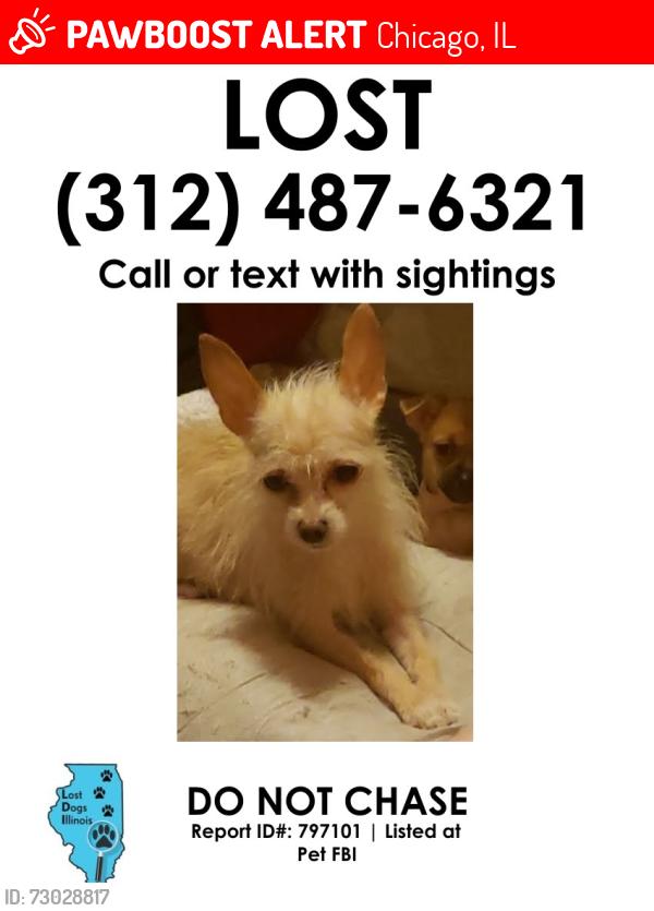Lost Female Dog last seen 86th and Jeffery Blvd , Chicago, IL 60617