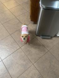 Reunited Female Dog last seen Near acacia ave , Victorville, CA 92392