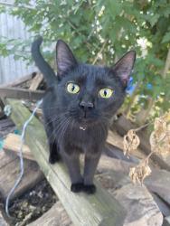 Lost Female Cat last seen hmstd, Holland, MI 49423