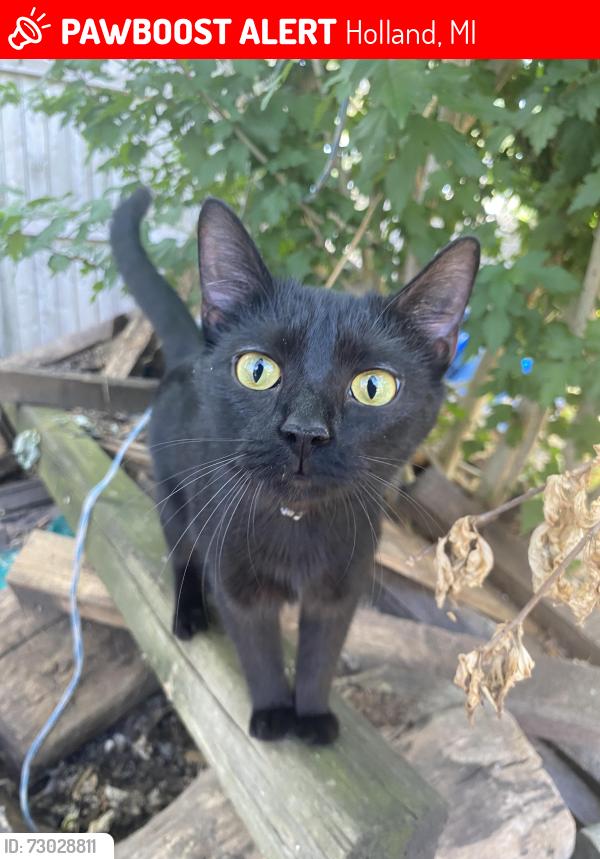 Lost Female Cat last seen hmstd, Holland, MI 49423