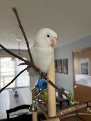 Lost Male Bird last seen Blake Lane, Strawberry plains , Knox County, TN 37871