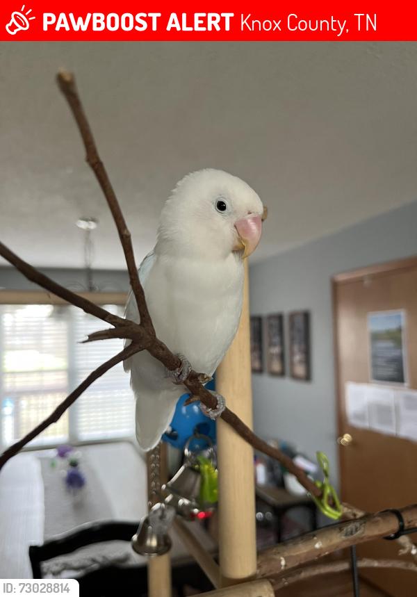 Lost Male Bird last seen Blake Lane, Strawberry plains , Knox County, TN 37871