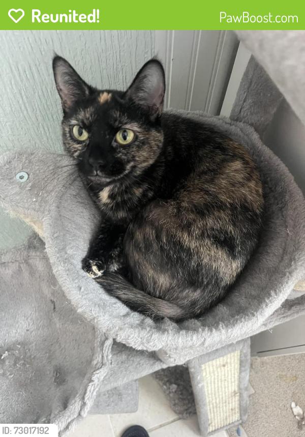 Reunited Female Cat last seen Near Bogardus Ave, Whittier, CA 90603, USA, Whittier, CA 90603