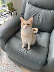Lost Male Cat last seen Hudson Ave, Monroe County, NY 14621