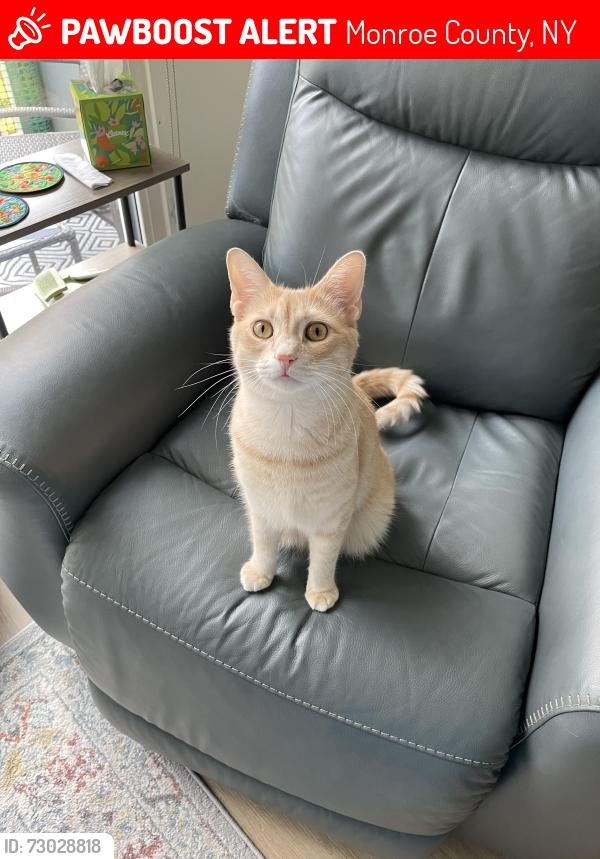 Lost Male Cat last seen Hudson Ave, Monroe County, NY 14621