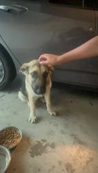 Found/Stray Male Dog last seen Dartmoor St, Waxahachie, TX 75165