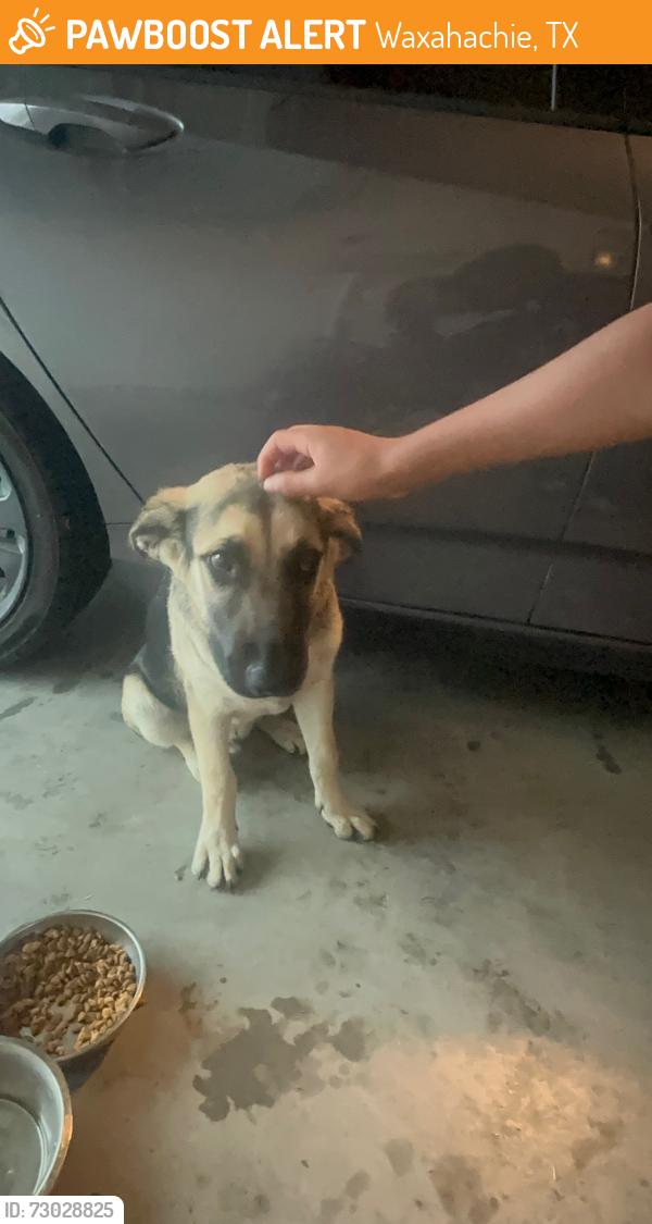 Found/Stray Male Dog last seen Dartmoor St, Waxahachie, TX 75165