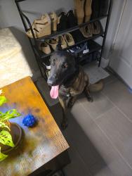 Lost Male Dog last seen Near Morningside Dr SE, Albuquerque, NM 87108, Albuquerque, NM 87108