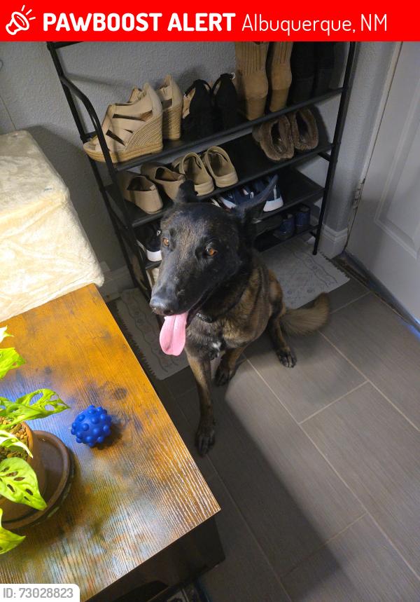 Lost Male Dog last seen Near Morningside Dr SE, Albuquerque, NM 87108, Albuquerque, NM 87108