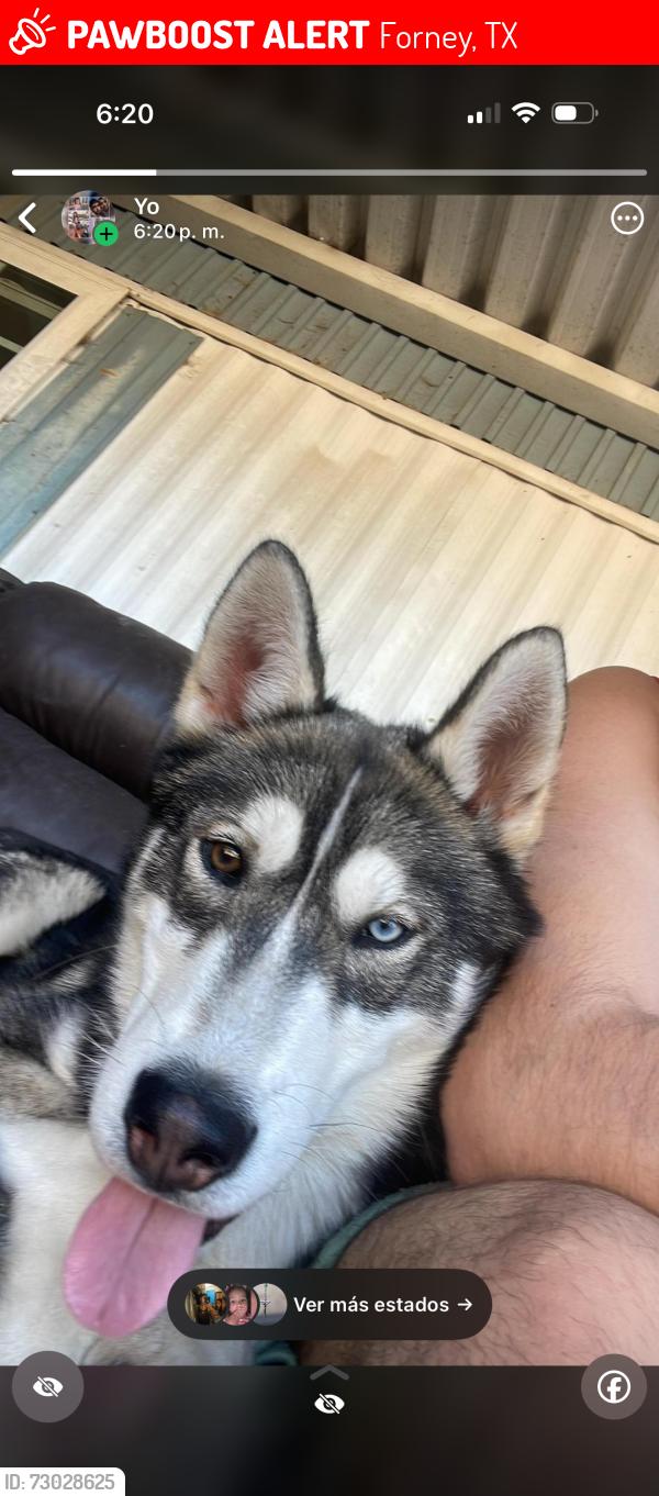 Lost Male Dog last seen Forny tx 75126 , Forney, TX 75126