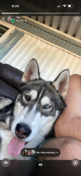 Lost Male Dog last seen Forny tx 75126 , Forney, TX 75126