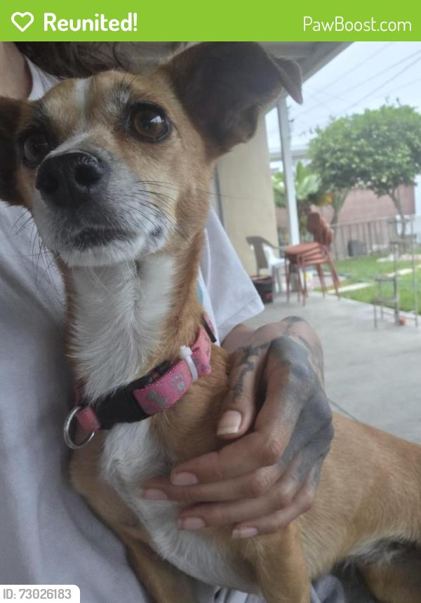 Reunited Female Dog last seen E Briarvale and Baxter, Anaheim, CA 92806