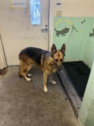 Shelter Stray Male Dog last seen DEERGLEN WAY & RED DEER WAY, 2127 Front St, Sacramento, CA 95818, USA