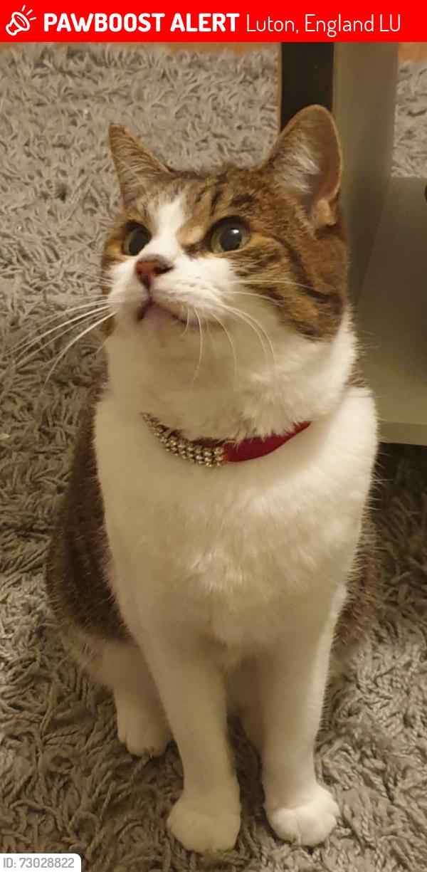 Lost Female Cat last seen L&D hosp/stanton road bus way, Luton, England LU4