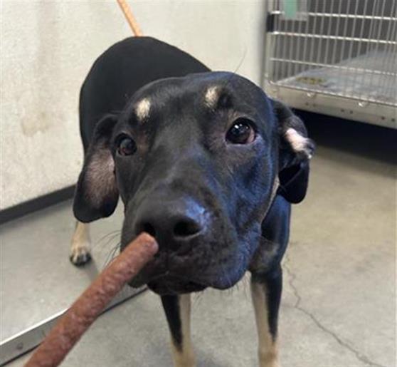 Shelter Stray Male Dog last seen Near BLOCK E VASSAR AVE, FRESNO CA 93704, 5277 E Airways Blvd, Fresno, CA 93727, USA