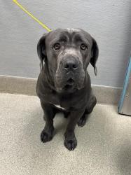 Shelter Stray Male Dog last seen ANN AND SIMMONS, 655 N Mojave Rd, Las Vegas, NV 89101, USA
