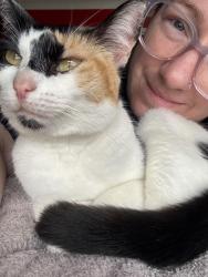 Reunited Female Cat last seen Principal drive Wyndham Vale, Wyndham Vale, VIC 3024
