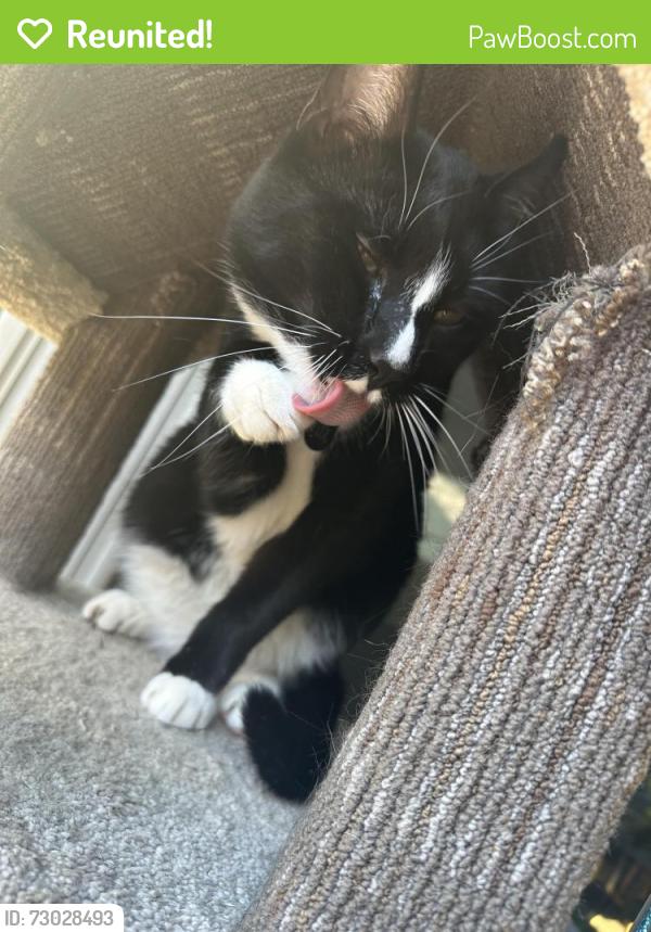 Reunited Male Cat last seen Slater Aver, Kirkland, WA 98033
