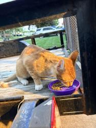 Found/Stray Female Cat last seen Near S 130 St, Omaha, NE 68144