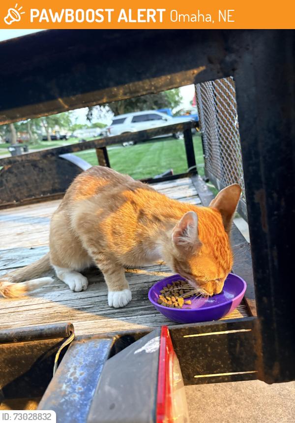 Found/Stray Female Cat last seen Near S 130 St, Omaha, NE 68144