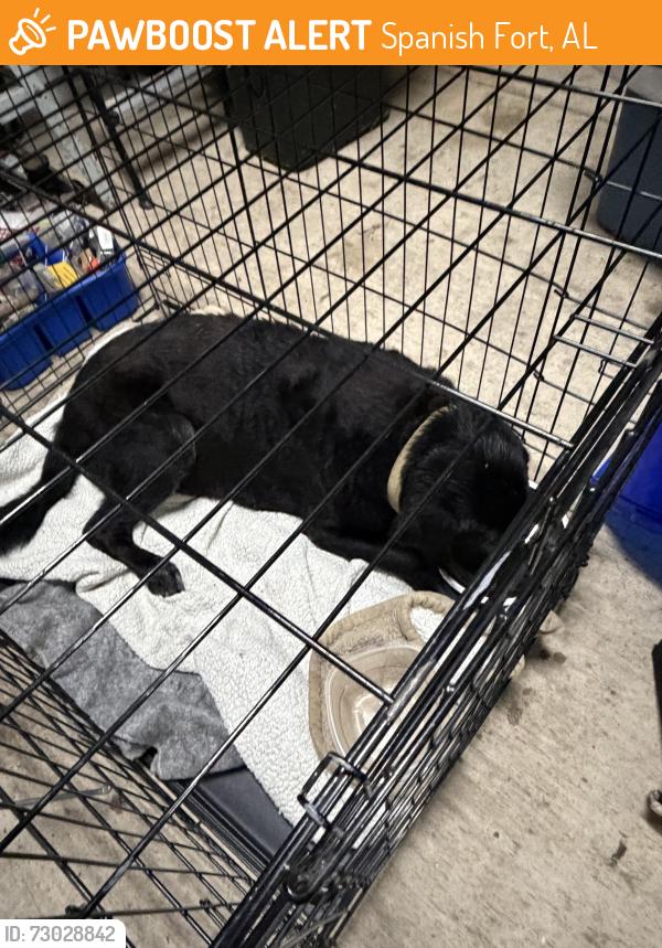 Found/Stray Male Dog last seen Bromley Road and 31, Spanish Fort, AL 36527