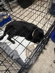 Found/Stray Male Dog last seen Bromley Road and 31, Spanish Fort, AL 36527