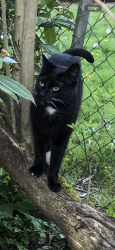 Lost Male Cat last seen 66th & 224th, Mountlake Terrace, WA 98043