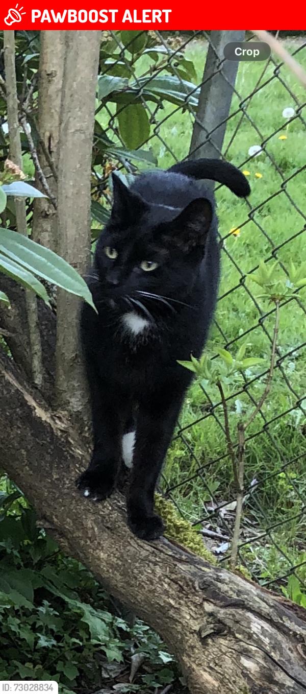 Lost Male Cat last seen 66th & 224th, Mountlake Terrace, WA 98043