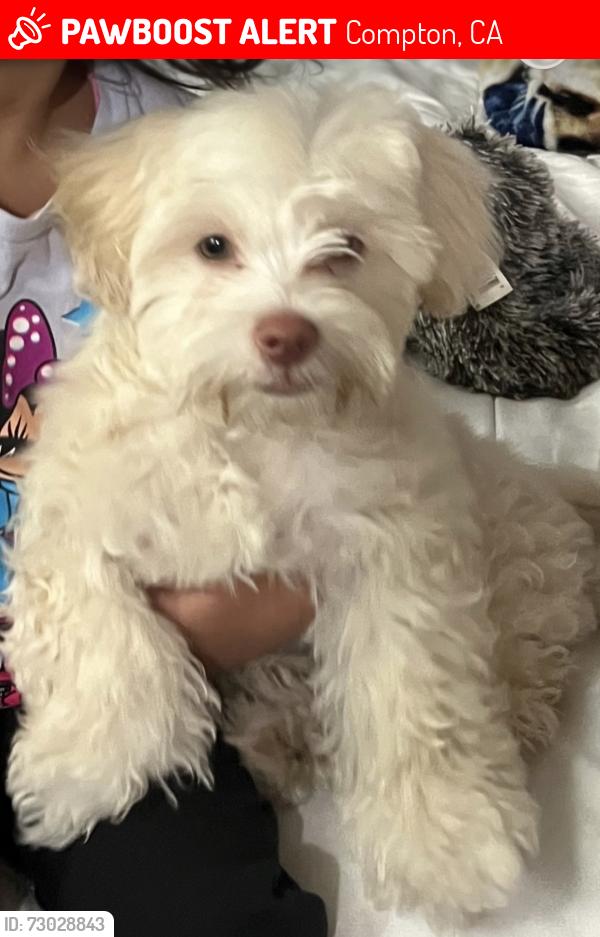 Lost Male Dog last seen Compton blvd and Central ave, Compton, CA 90220