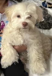 Lost Male Dog last seen Compton blvd and Central ave, Compton, CA 90220