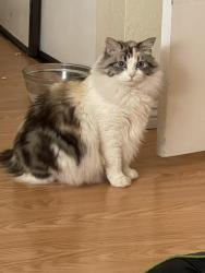 Lost Female Cat last seen Village rd and Sunnymead Ranch Pky, Moreno Valley, CA 92557