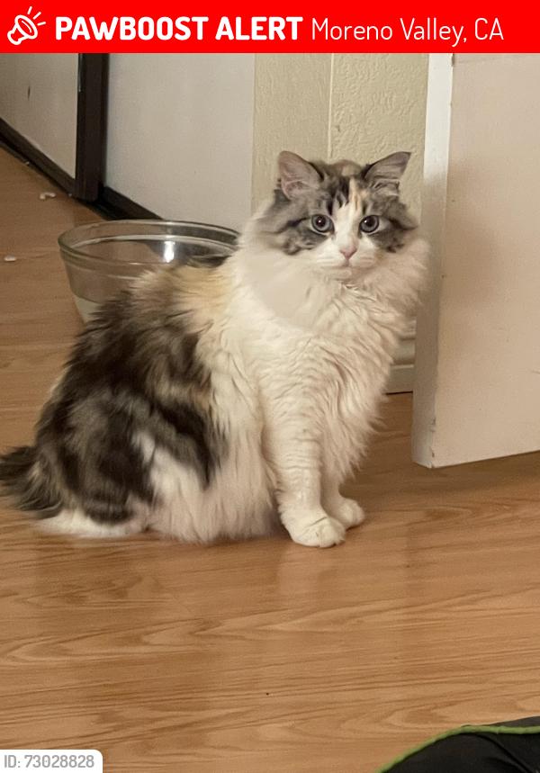 Lost Female Cat last seen Village rd and Sunnymead Ranch Pky, Moreno Valley, CA 92557