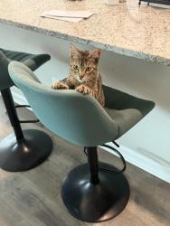 Lost Female Cat last seen Harvest Ln and Oddfellows Rd, Crowley, LA 70526
