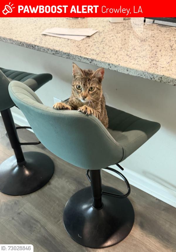 Lost Female Cat last seen Harvest Ln and Oddfellows Rd, Crowley, LA 70526