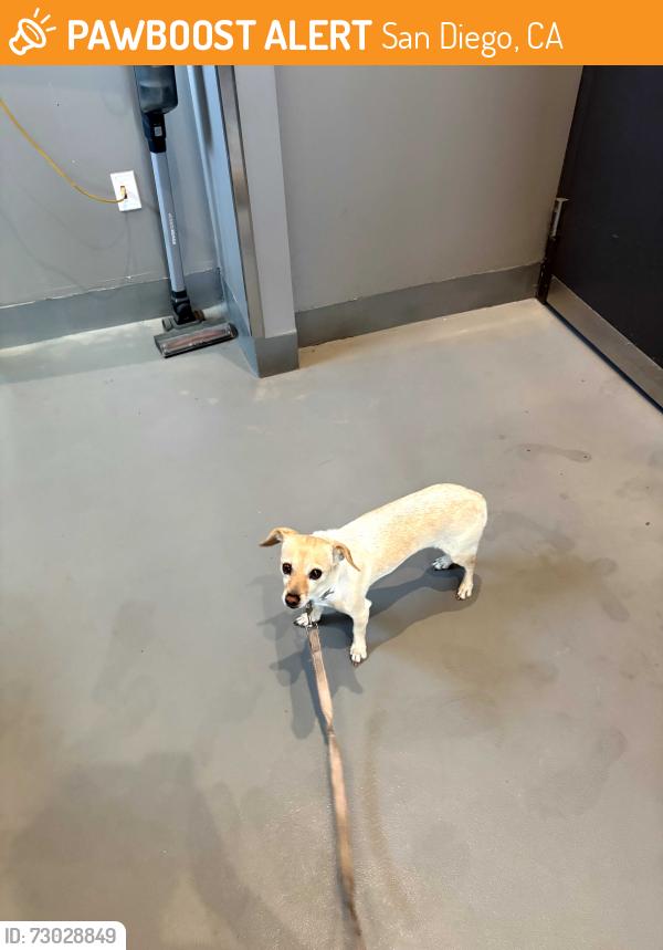 Found/Stray Male Dog last seen N mission beach, San Diego, CA 92109