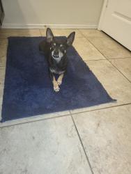 Reunited Male Dog last seen Walmart , Casa Grande, AZ 85122