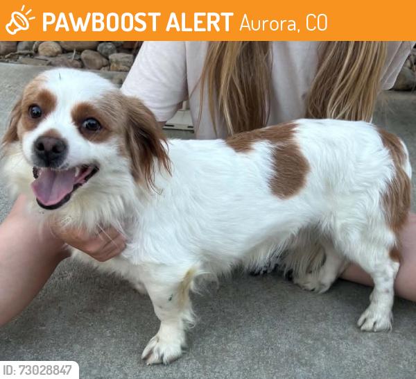 Found/Stray Male Dog last seen Colfax and 6th and Laredo and chambers , Aurora, CO 80011