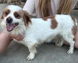 Found/Stray Male Dog last seen Colfax and 6th and Laredo and chambers , Aurora, CO 80011